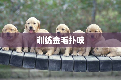 訓練金毛撲咬