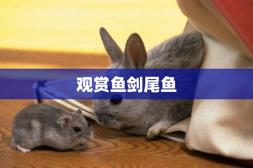 觀賞魚劍尾魚