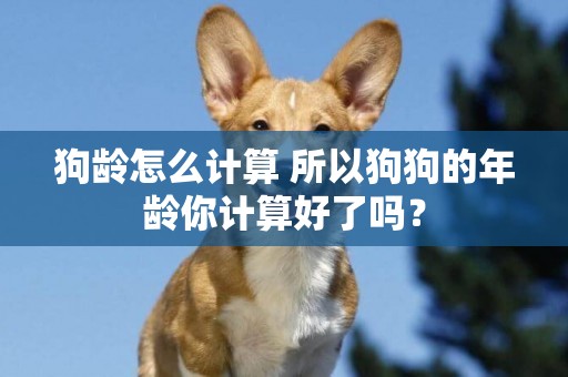 狗齡怎么計算 所以狗狗的年齡你計算好了嗎？