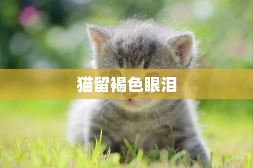 貓留褐色眼淚