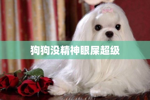 狗狗沒精神眼屎超級