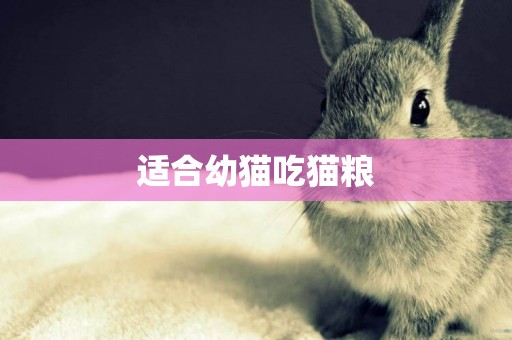 適合幼貓吃貓糧