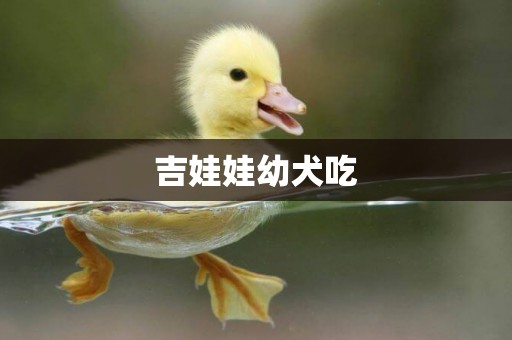 吉娃娃幼犬吃