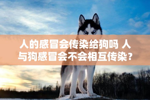 人的感冒會傳染給狗嗎 人與狗感冒會不會相互傳染？