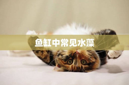 魚缸中常見水藻