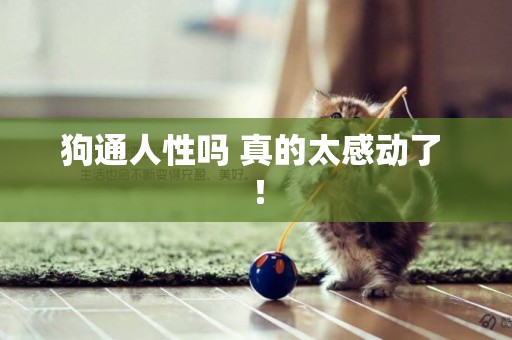 狗通人性嗎 真的太感動了 ！