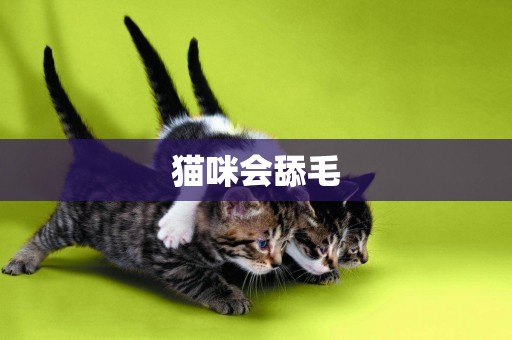 貓咪會舔毛