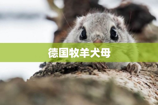 德國牧羊犬母