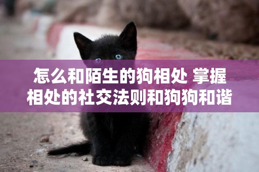 怎么和陌生的狗相處 掌握相處的社交法則和狗狗和諧相處