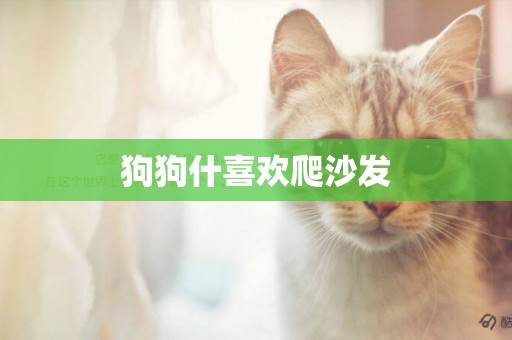 狗狗什喜歡爬沙發