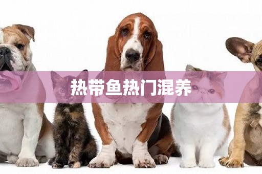 熱帶魚熱門混養