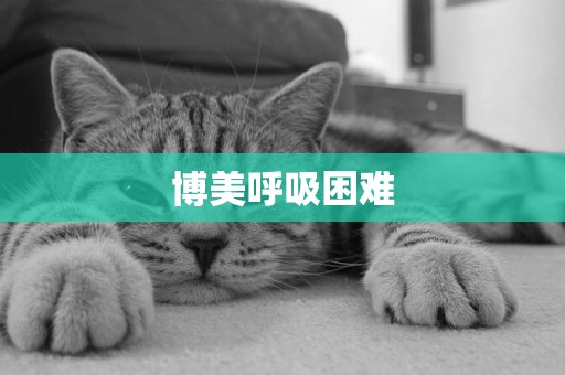 博美呼吸困難