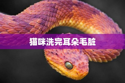 貓咪洗完耳朵毛臟