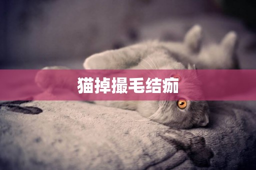貓掉撮毛結痂