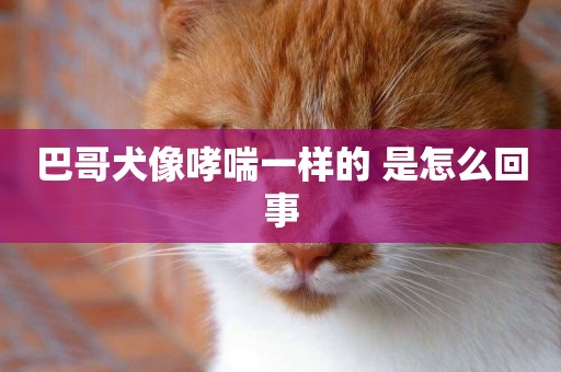 巴哥犬像哮喘一樣的 是怎么回事