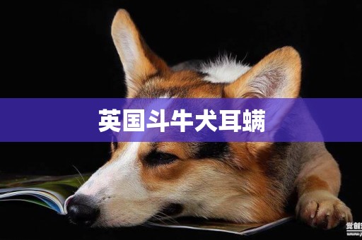 英國斗牛犬耳螨