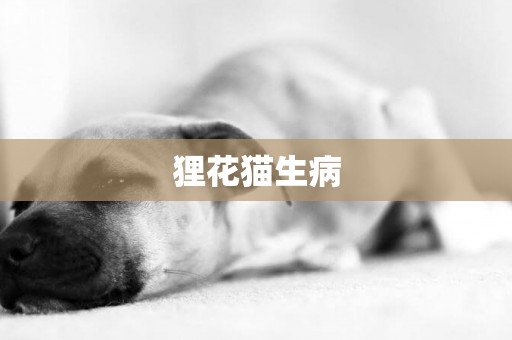 貍花貓生病