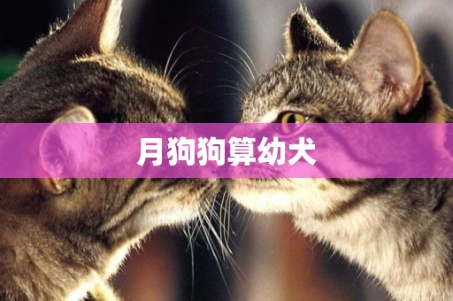 月狗狗算幼犬