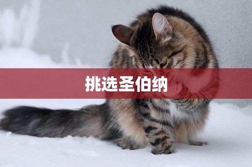 挑選圣伯納