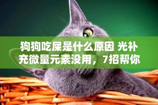 狗狗吃屎是什么原因 光補充微量元素沒用，7招幫你解決問題