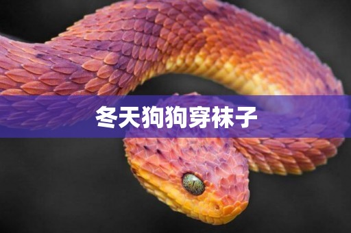 冬天狗狗穿襪子