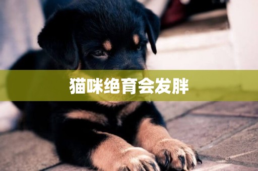 貓咪絕育會發胖