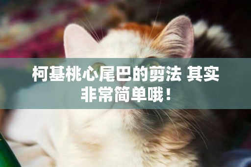 柯基桃心尾巴的剪法 其實非常簡單哦！
