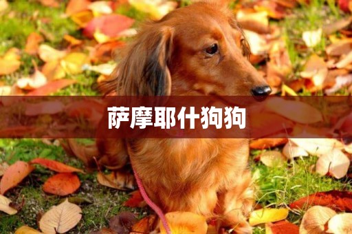 薩摩耶什狗狗