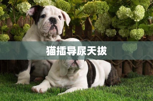 貓插導尿天拔