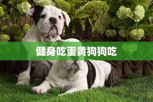 健身吃蛋黃狗狗吃