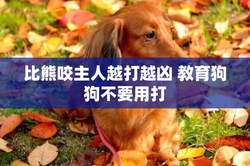 比熊咬主人越打越兇 教育狗狗不要用打