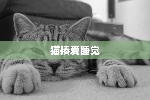 貓揍愛睡覺