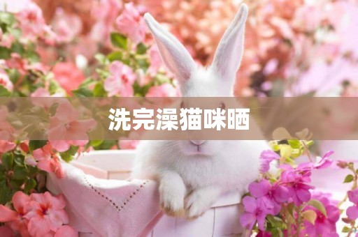 洗完澡貓咪曬