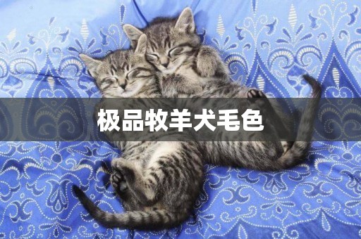 極品牧羊犬毛色