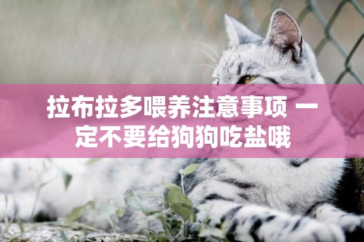 拉布拉多喂養注意事項 一定不要給狗狗吃鹽哦