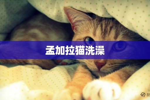 孟加拉貓洗澡