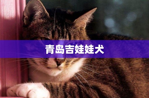 青島吉娃娃犬