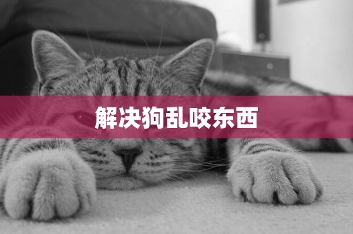 解決狗亂咬東西
