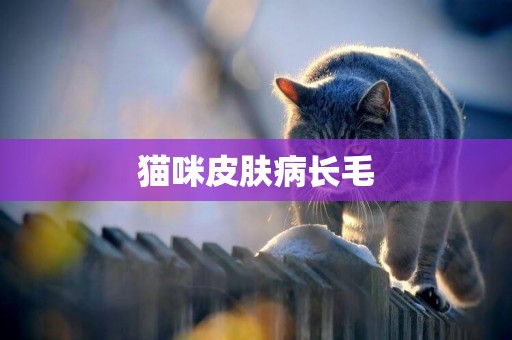 貓咪皮膚病長毛