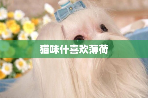 貓咪什喜歡薄荷