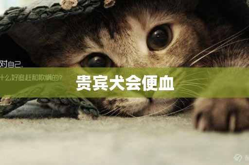 貴賓犬會便血