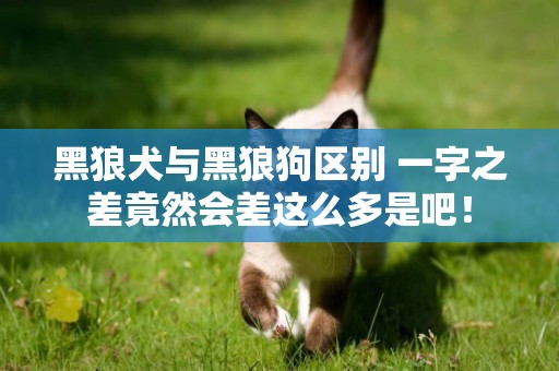 黑狼犬與黑狼狗區別 一字之差竟然會差這么多是吧！