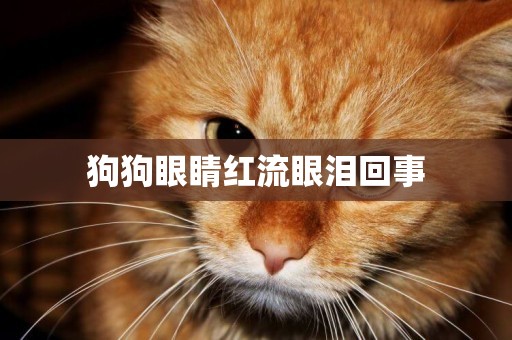 狗狗眼睛紅流眼淚回事