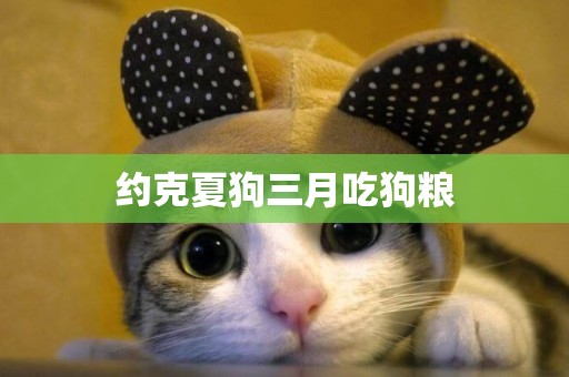 約克夏狗三月吃狗糧