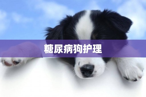 糖尿病狗護理
