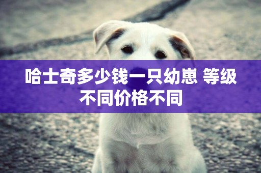 哈士奇多少錢一只幼崽 等級不同價格不同 哈士奇多少錢一只幼崽 等級不同價格不同