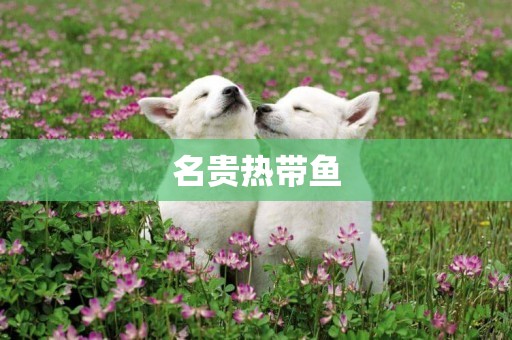 名貴熱帶魚