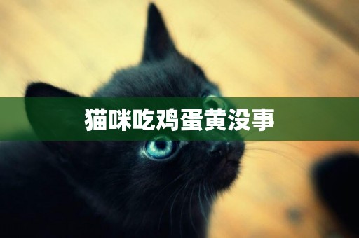 貓咪吃雞蛋黃沒事
