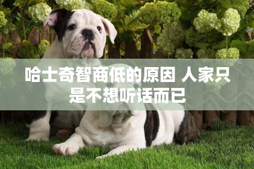 哈士奇智商低的原因 人家只是不想聽話而已 哈士奇智商低的原因 人家只是不想聽話而已