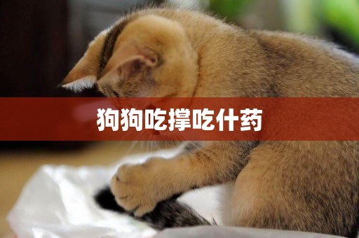 狗狗吃撐吃什藥